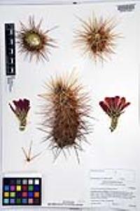 Echinocereus engelmannii image
