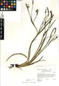 Sisyrinchium bellum image