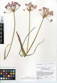 Allium praecox image