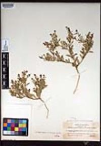 Lepidium lasiocarpum image