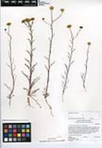 Chaenactis glabriuscula var. glabriuscula image