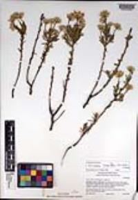 Ericameria linearifolia image