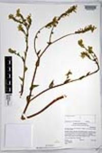 Amsinckia intermedia image