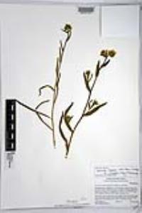 Amsinckia intermedia image