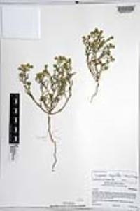 Johnstonella angustifolia image