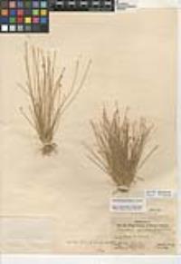 Eleocharis geniculata image