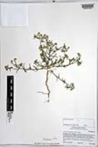 Johnstonella angustifolia image