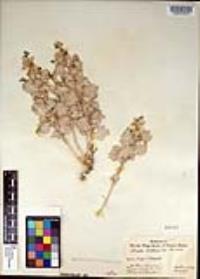 Atriplex hymenelytra image