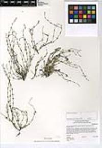 Pectocarya linearis image