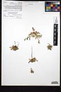 Plagiobothrys collinus var. fulvescens image