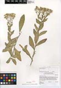 Lepidium draba image