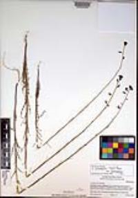 Caulanthus heterophyllus var. heterophyllus image
