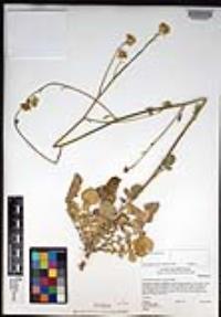 Hirschfeldia incana image