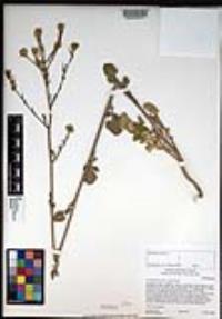 Hirschfeldia incana image