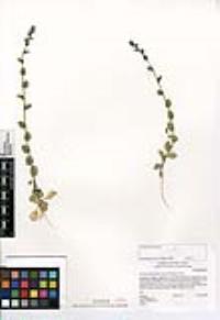 Triodanis perfoliata var. biflora image