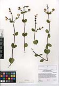 Lonicera subspicata image