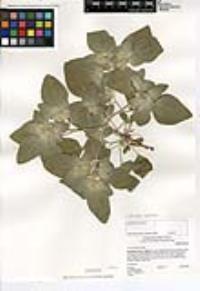 Croton setiger image