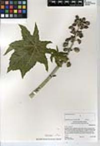 Ricinus communis image