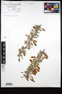 Senegalia greggii image
