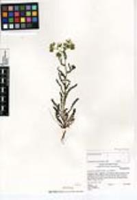 Emmenanthe penduliflora var. penduliflora image