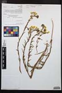 Camissoniopsis bistorta image