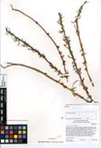 Camissoniopsis intermedia image