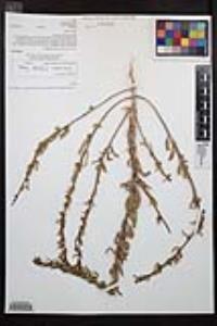 Camissoniopsis robusta image