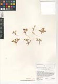 Chorizanthe procumbens image