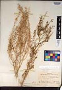 Lepidium virginicum subsp. menziesii image