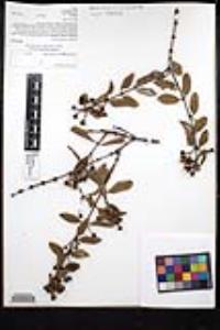 Ceanothus crassifolius image