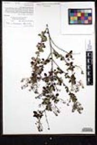 Ceanothus tomentosus var. olivaceus image