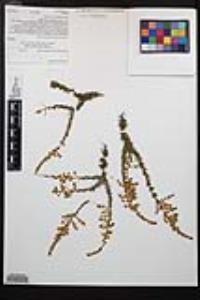Adenostoma fasciculatum image