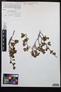 Cercocarpus minutiflorus image