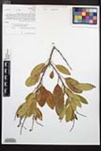 Heteromeles arbutifolia image