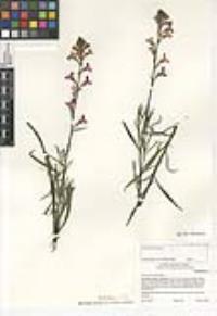 Linaria maroccana image