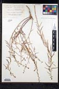 Streptanthella longirostris image