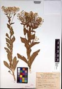 Lepidium draba image