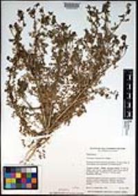 Lepidium didymum image