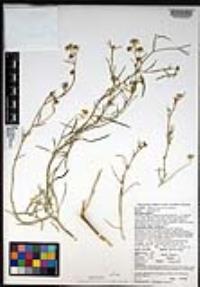 Lepidium fremontii image