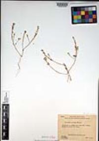 Lepidium nitidum image