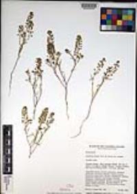 Lepidium nitidum image