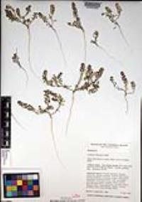 Lepidium oblongum image