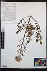 Chylismia claviformis var. aurantiaca image