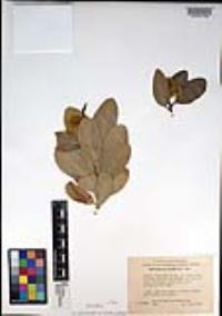 Dendromecon harfordii image