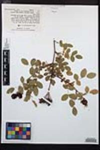 Rosa californica image