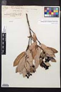 Heteromeles arbutifolia image