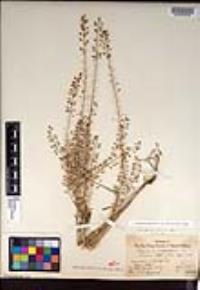 Lepidium virginicum subsp. menziesii image
