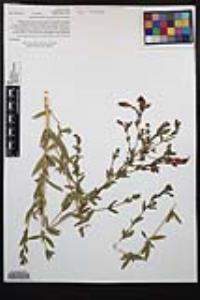 Epilobium canum subsp. latifolium image