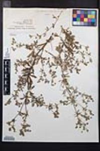 Potentilla argentea image