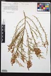 Adenostoma sparsifolium image